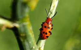 Image of Spotted asparagus beetle