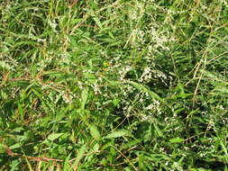Image of Koenigia divaricata (L.) T. M. Schust. & Reveal