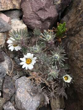 Image de Oriastrum apiculatum (J. Rémy) A. M. R. Davies