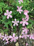 Image of northern phlox