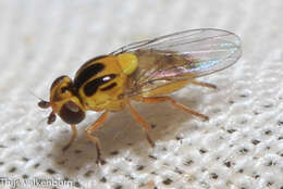 Image of Thaumatomyia notata (Meigen 1830)