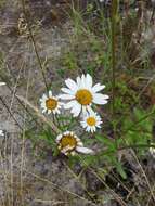 صورة Leucanthemum ircutianum (Turcz.) DC.