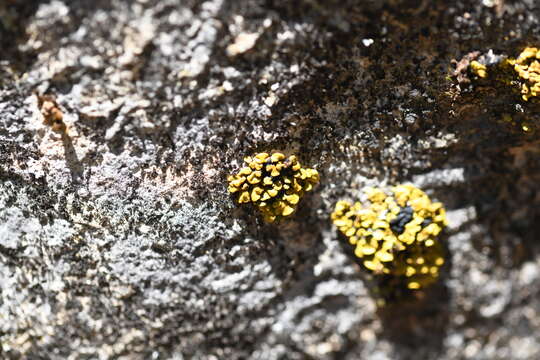 Image of Texas xanthopsorella lichen