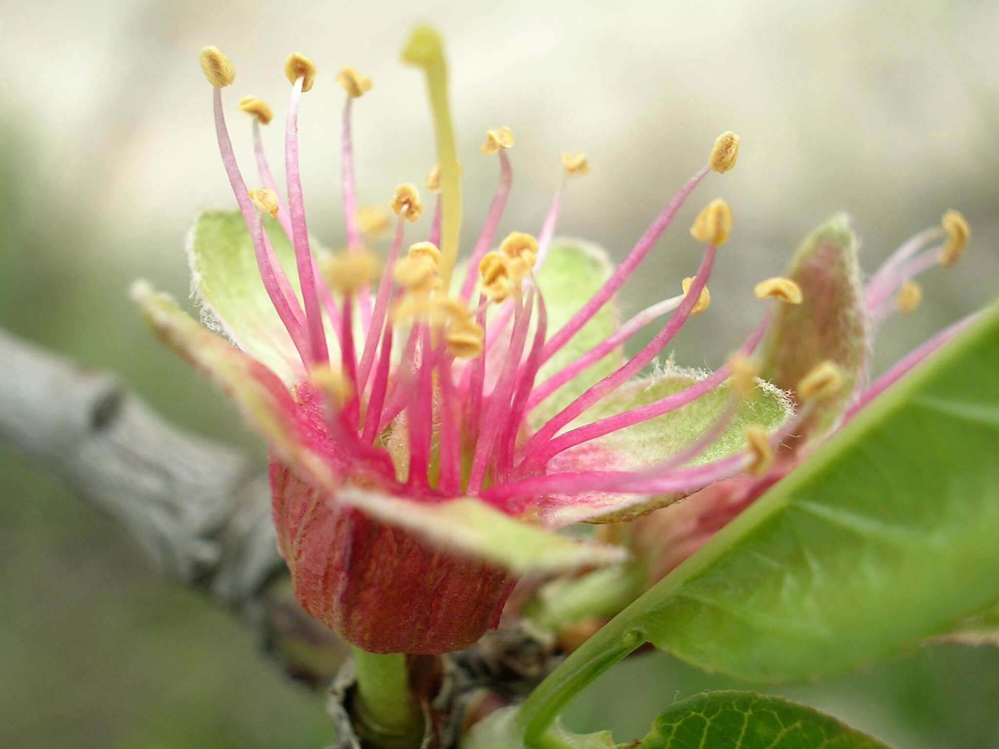 Image of flowering almond