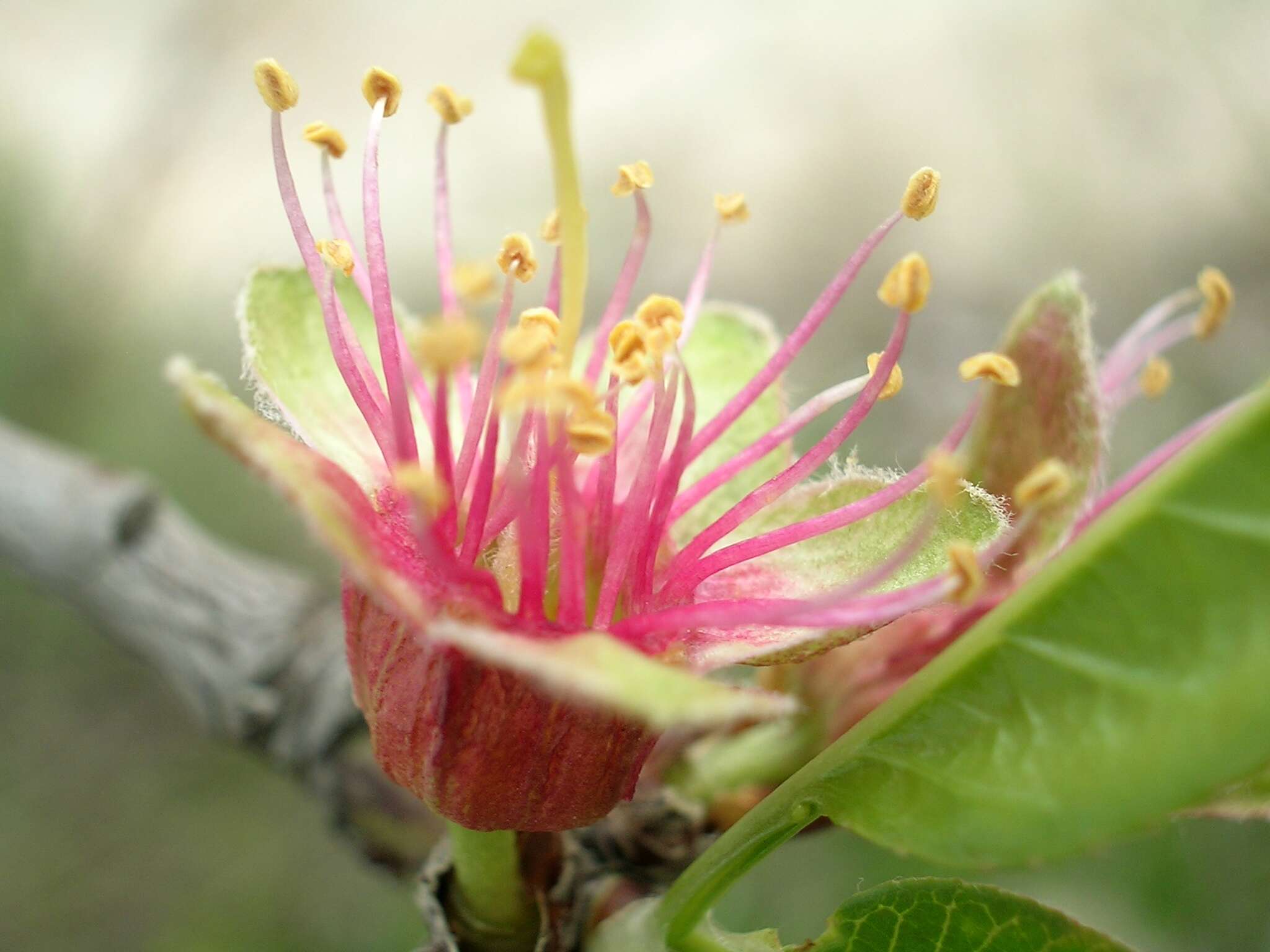 Imagem de Prunus dulcis (Mill.) D. A. Webb