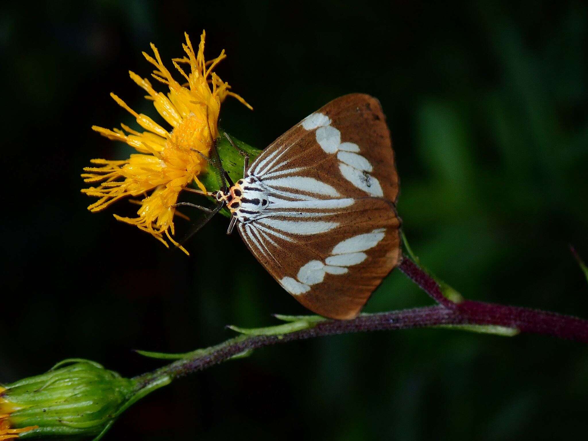 Image of Nyctemera tripunctaria Linnaeus 1758