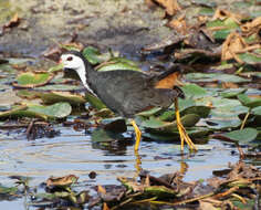 Image of White-breasted Waterhen