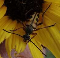 صورة Typocerus octonotatus (Haldeman 1847)