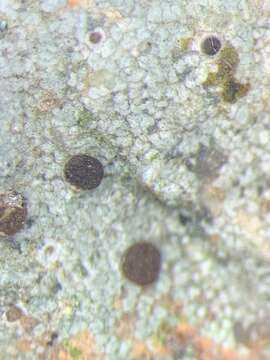 Image of disk lichen