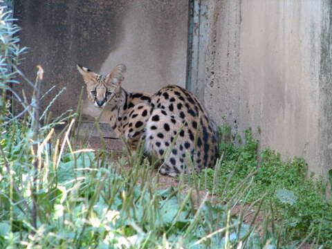 Image of Serval (cat)