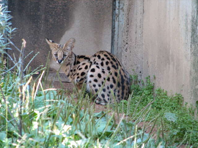 صورة Leptailurus Severtzov 1858