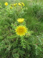 Image of Berkheya onopordifolia (DC.) Burtt Davy