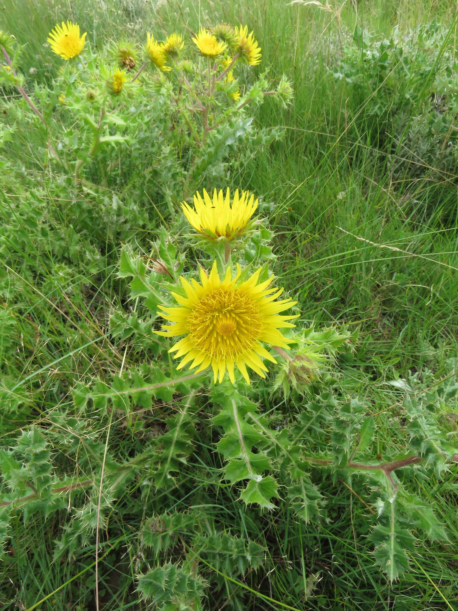 Image of Berkheya onopordifolia (DC.) Burtt Davy