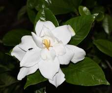 Image of Cape jasmine