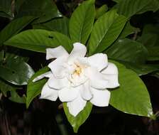 Image of Cape jasmine