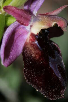 Image of Horseshoe bee-orchid