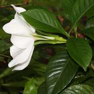 Image of Cape jasmine