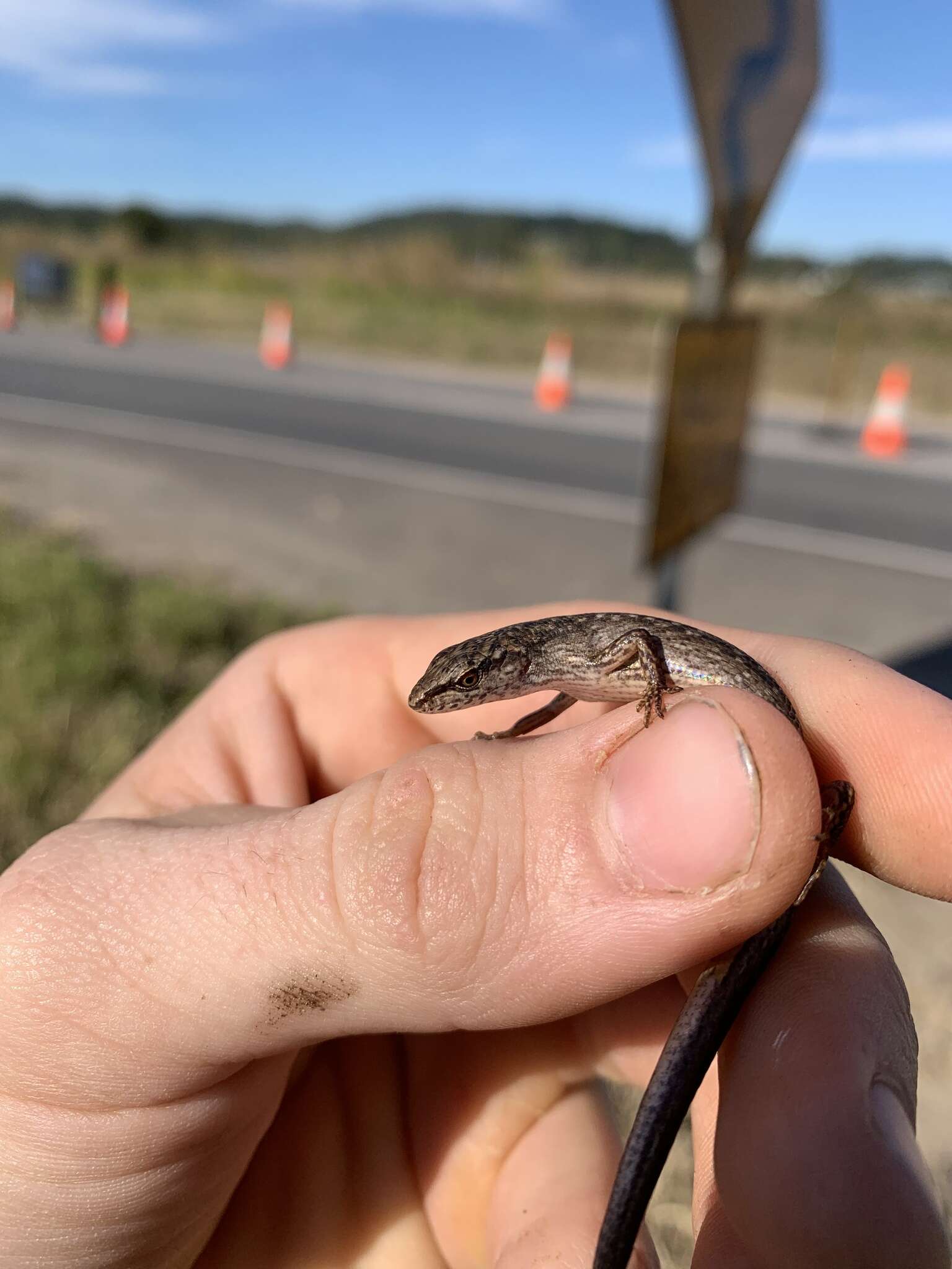 Image of Highland Forest Skink