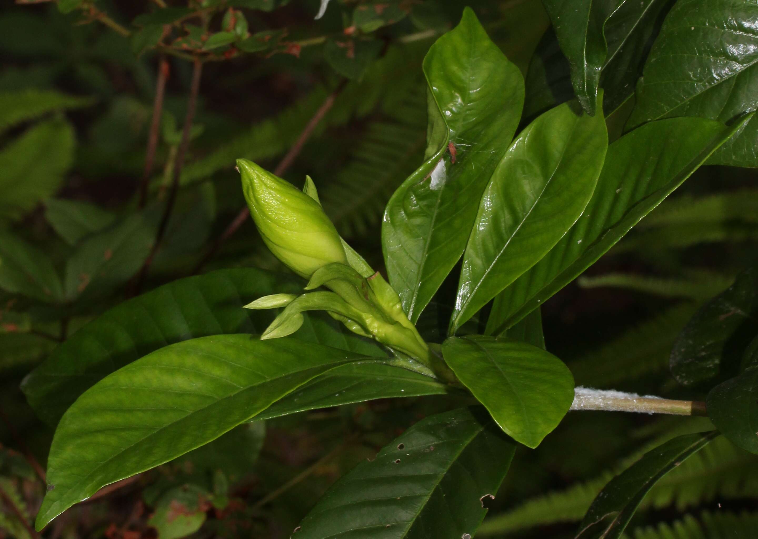 Image of Cape jasmine