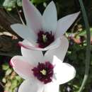 صورة Tulipa clusiana Redouté