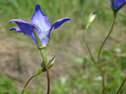 Campanula stevenii subsp. wolgensis (P. A. Smirn.) Fed. resmi