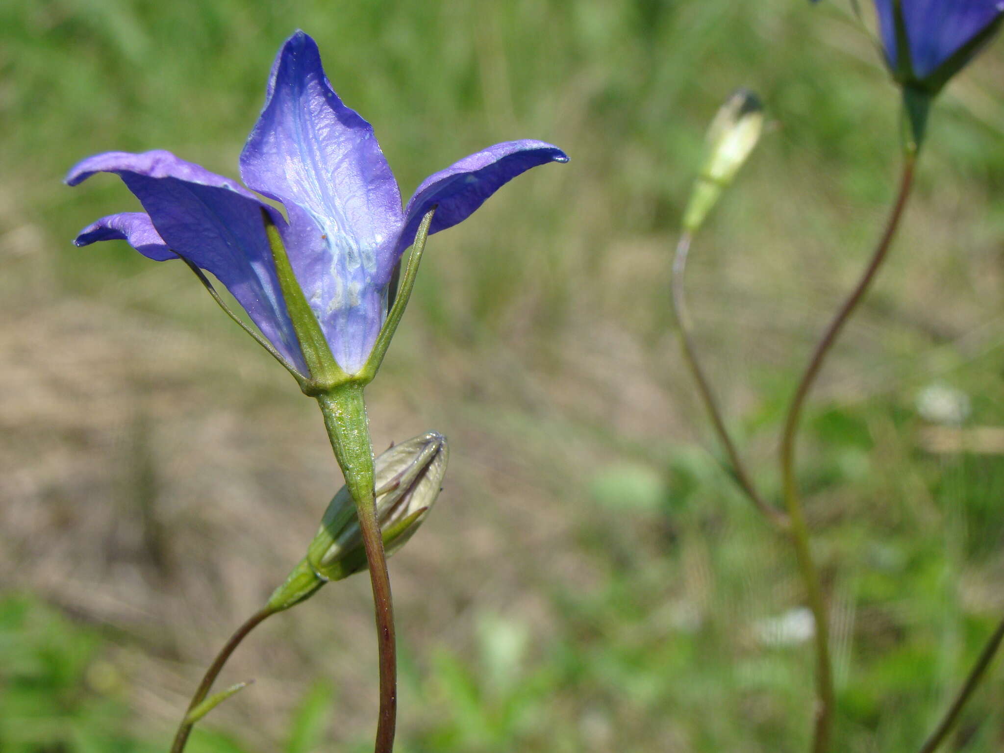 Campanula stevenii subsp. wolgensis (P. A. Smirn.) Fed. resmi