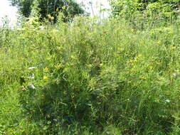 Слика од Lathyrus pratensis L.