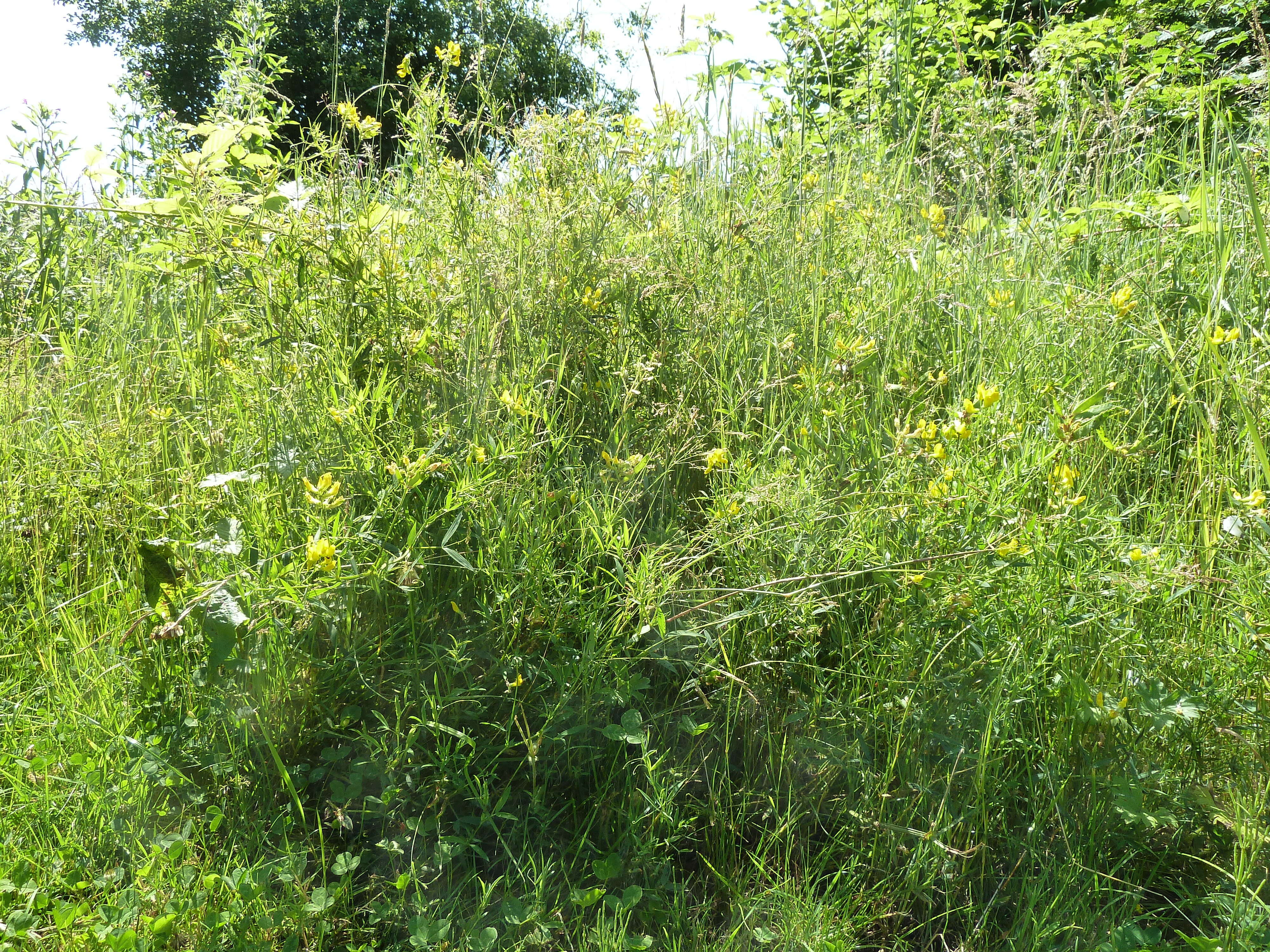 Слика од Lathyrus pratensis L.