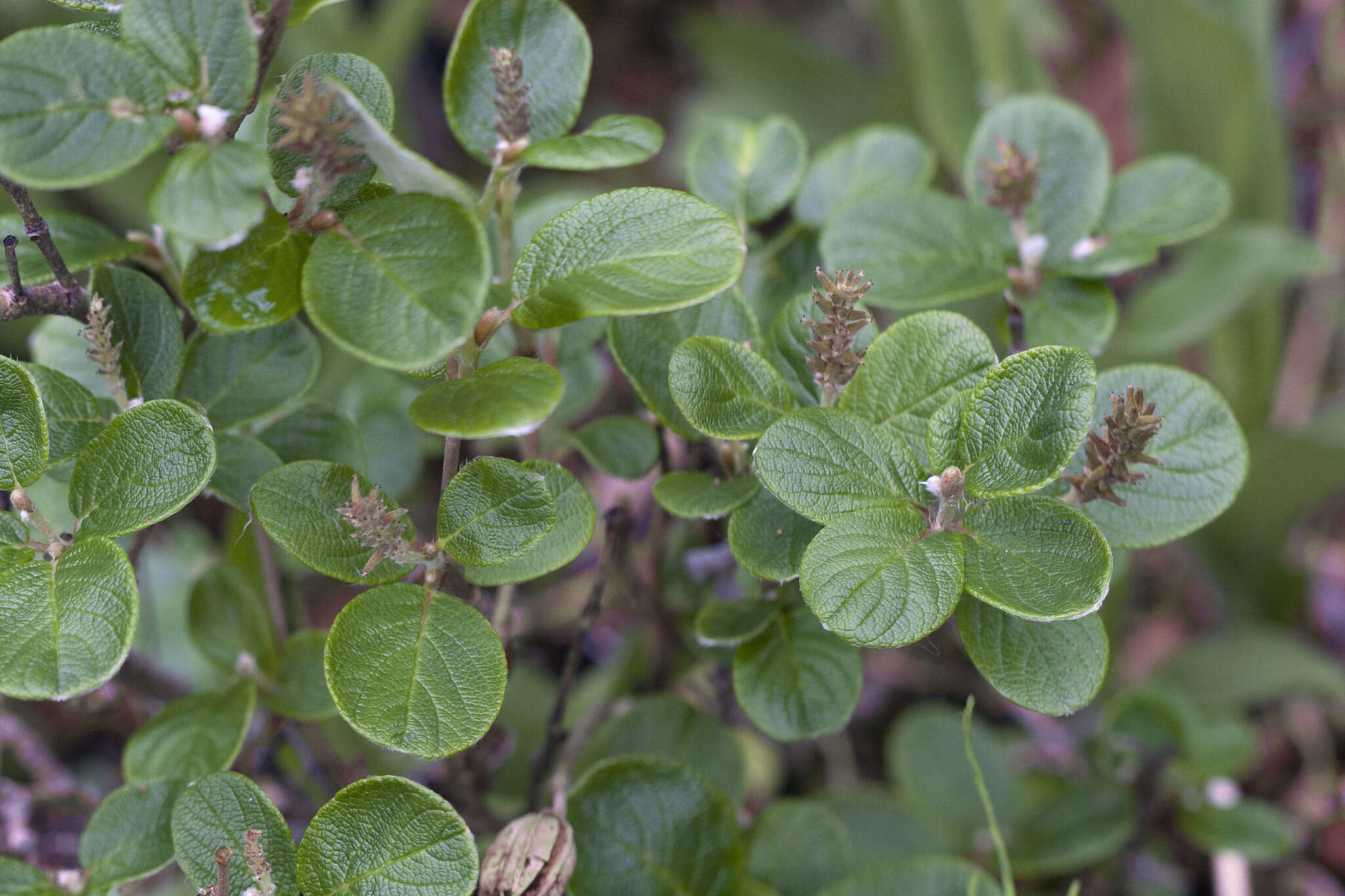 Image of rock willow