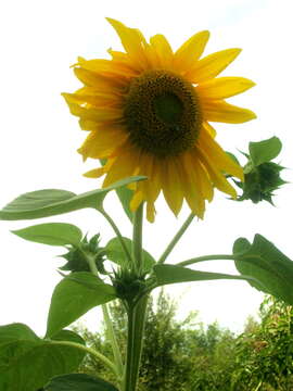 Image of common sunflower