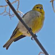 Image of Citron-headed Yellow Finch