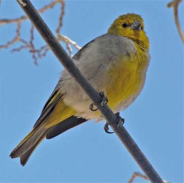 Image of Citron-headed Yellow Finch