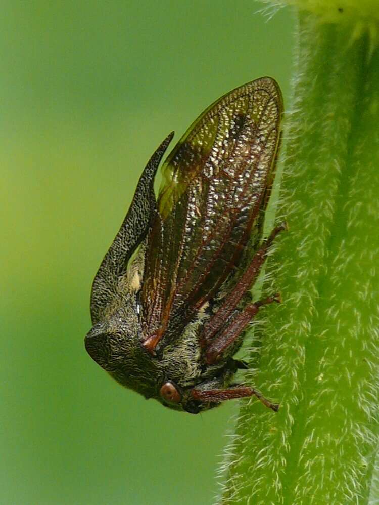 Image of Centrotus cornutus