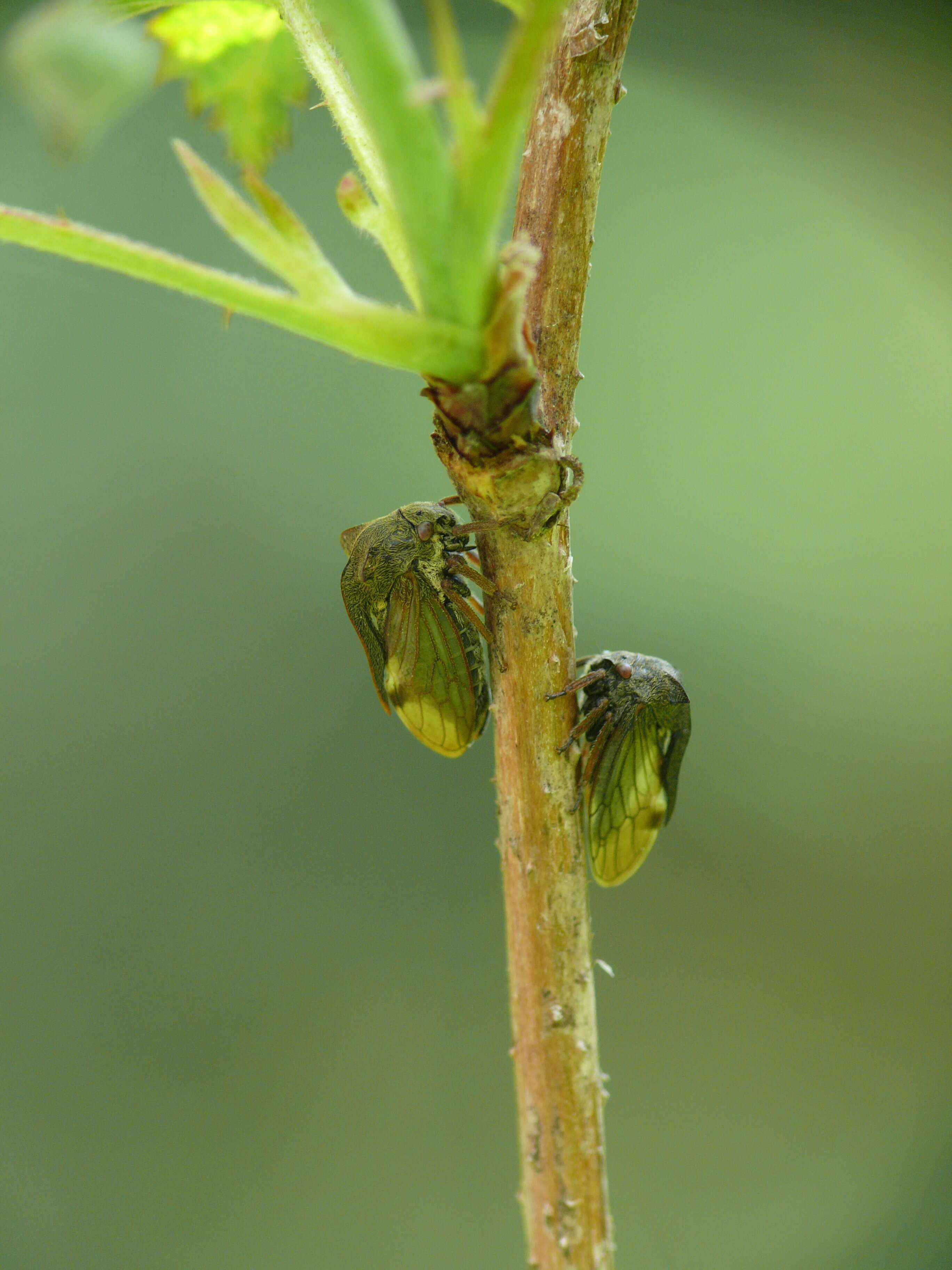 Image of Centrotus cornutus