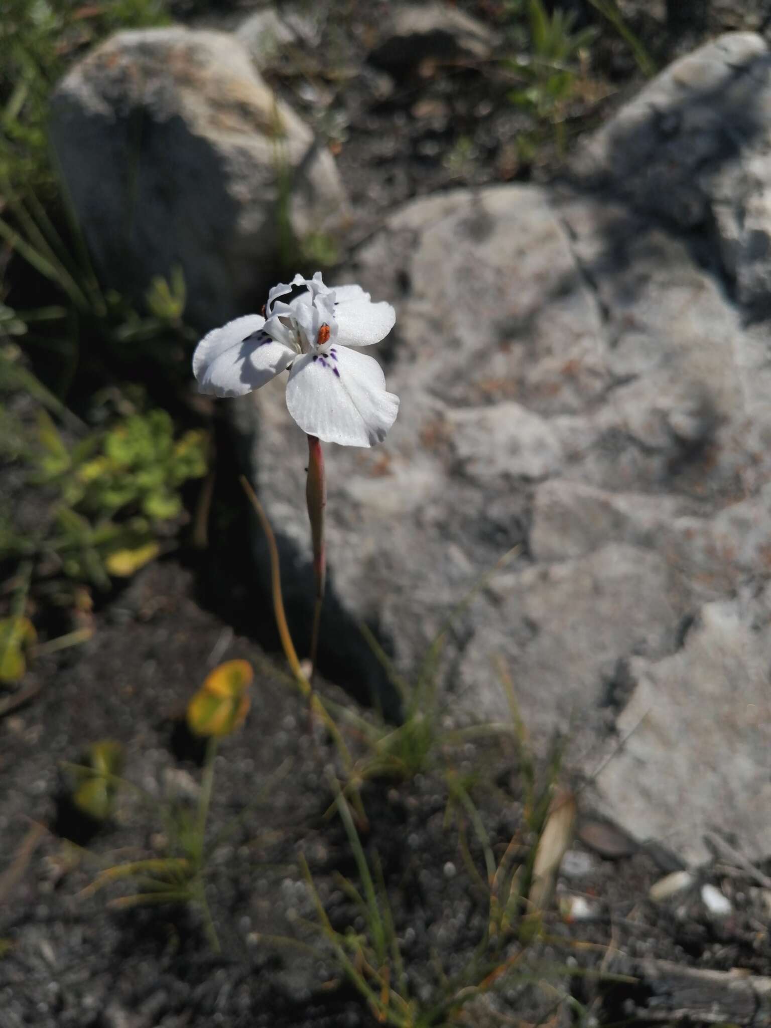 Moraea longiaristata Goldblatt resmi