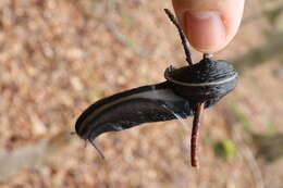 Image of ash-black slug