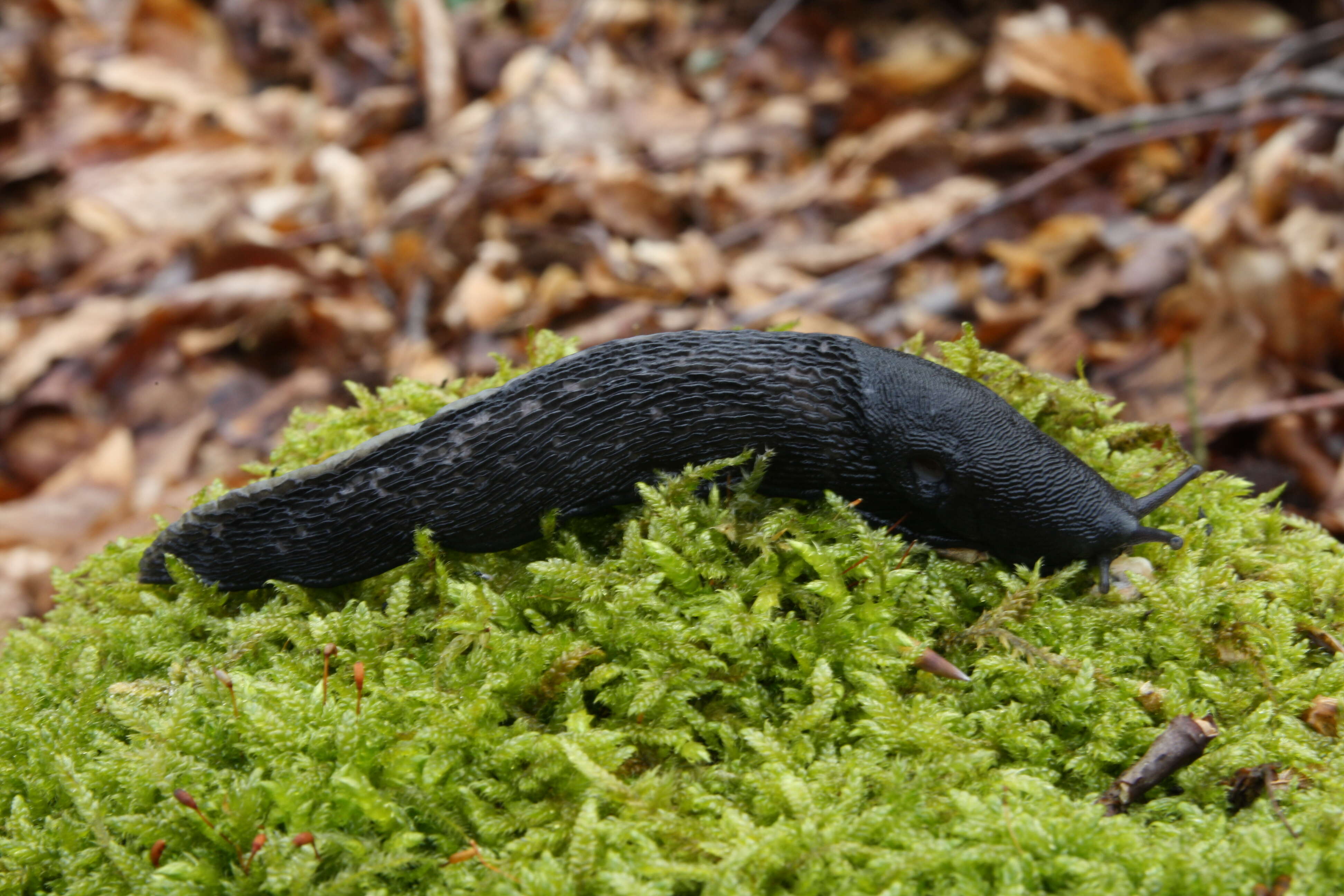 Image of ash-black slug