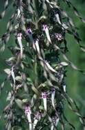 Image of Lizard orchid