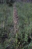 Himantoglossum hircinum (L.) Spreng. resmi