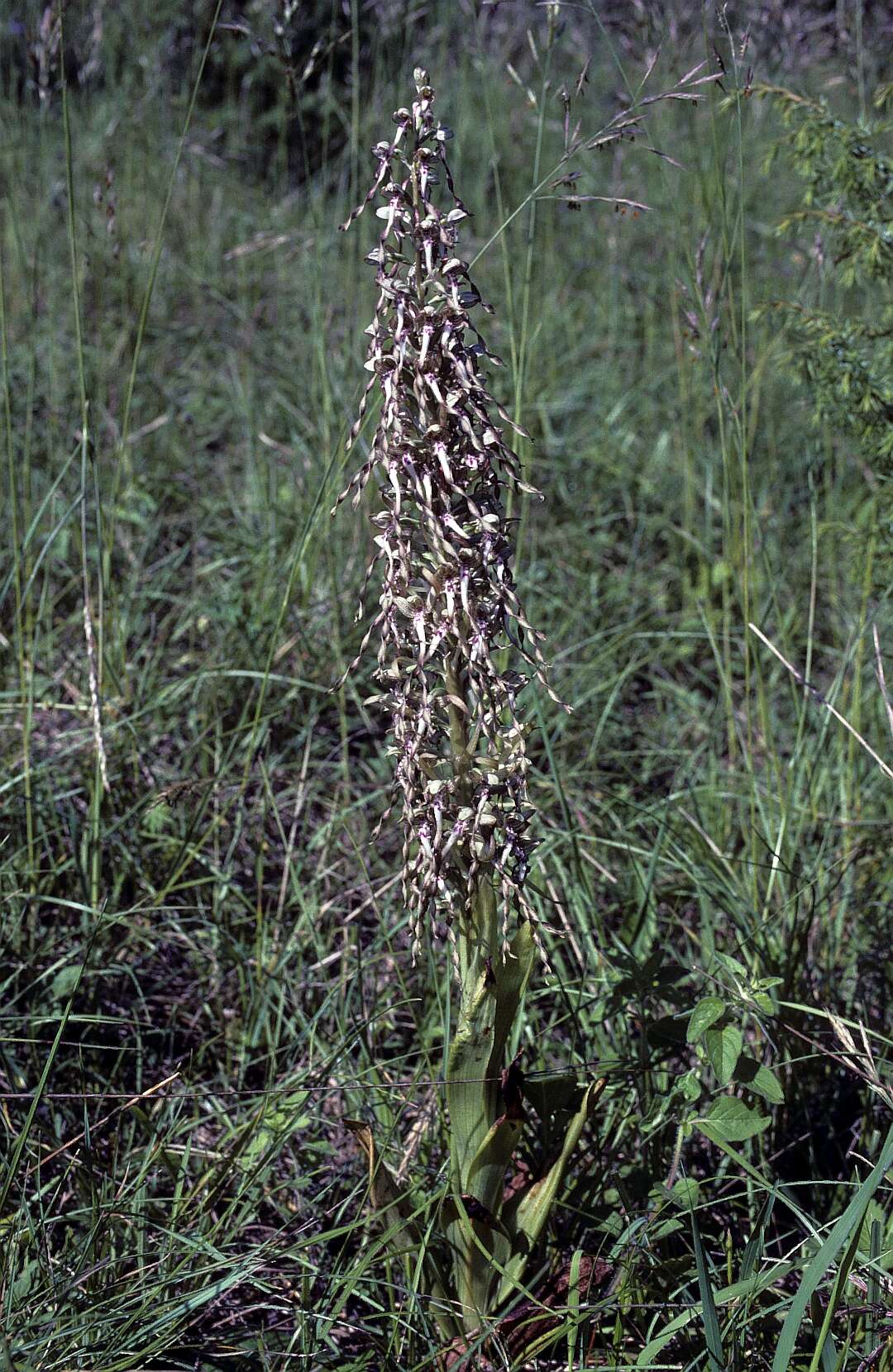 Himantoglossum hircinum (L.) Spreng. resmi