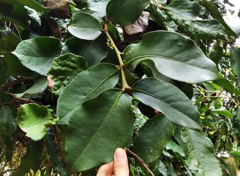 Imagem de Macrosolen cochinchinensis (Lour.) van Tiegh.