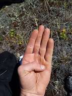 Image of Rytidosperma maculatum (Zotov) Connor & Edgar