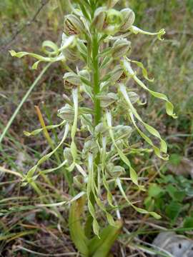 Image of Lizard orchid