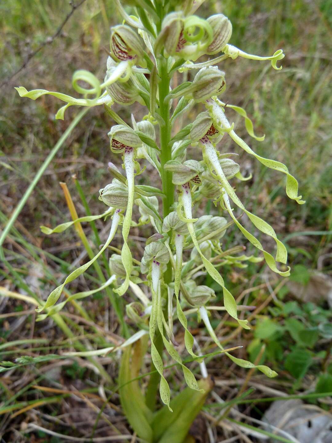 Himantoglossum hircinum (L.) Spreng. resmi