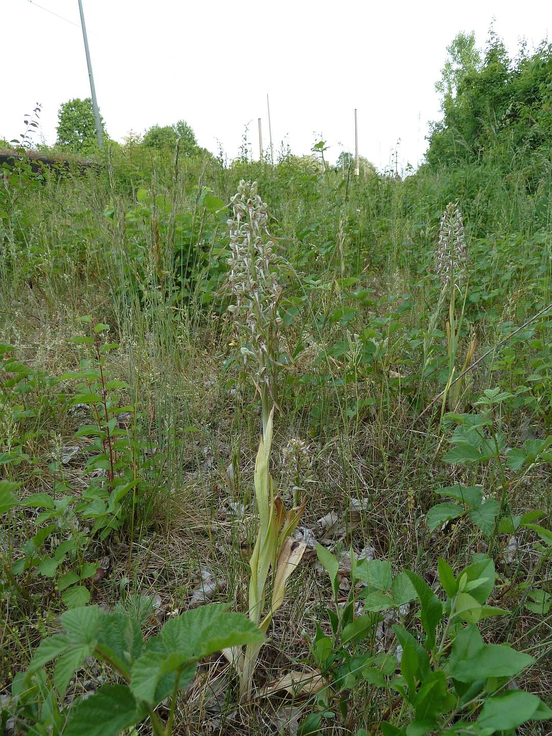 Himantoglossum hircinum (L.) Spreng. resmi