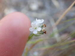 Plancia ëd Cryptantha wigginsii I. M. Johnst.