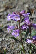 Plancia ëd Penstemon gormanii Greene