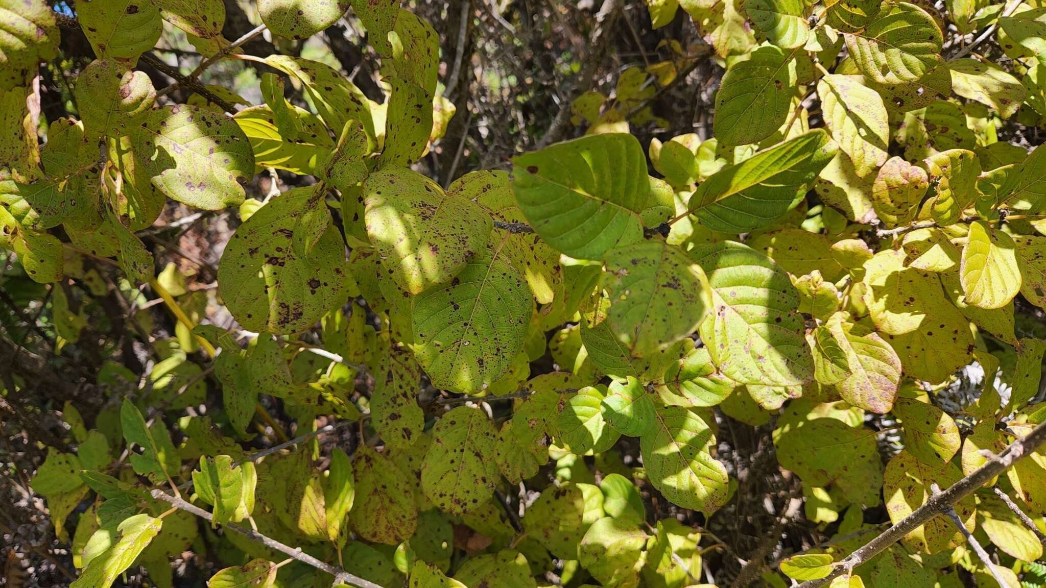 Image of Guettarda insularis Brandegee