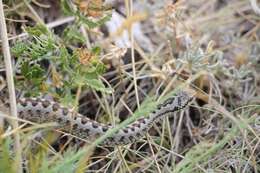 Image of Meadow Viper