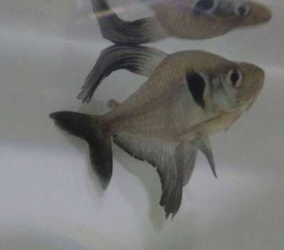 Image of Black phantom tetra